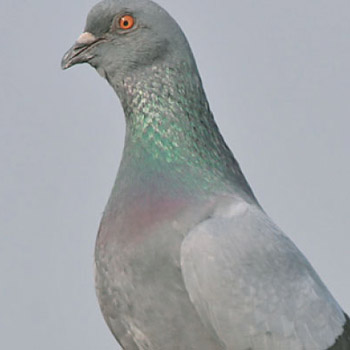 Pigeon